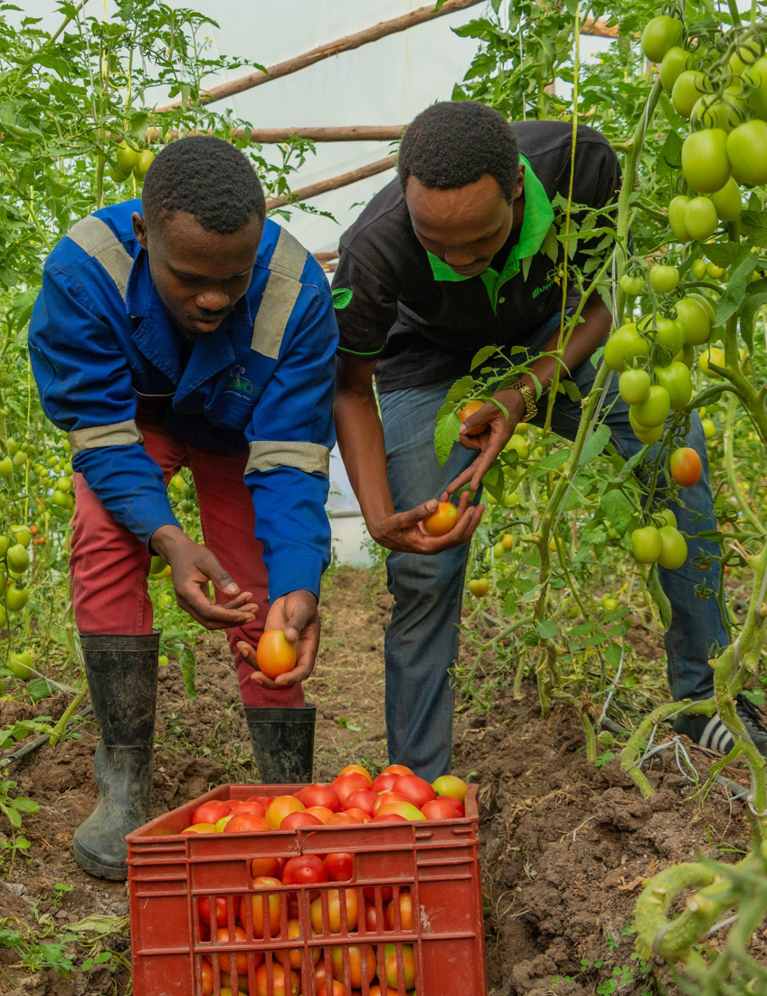 A farmer an an agronomist in the farm harvesting tomatoes in a greenhouse.