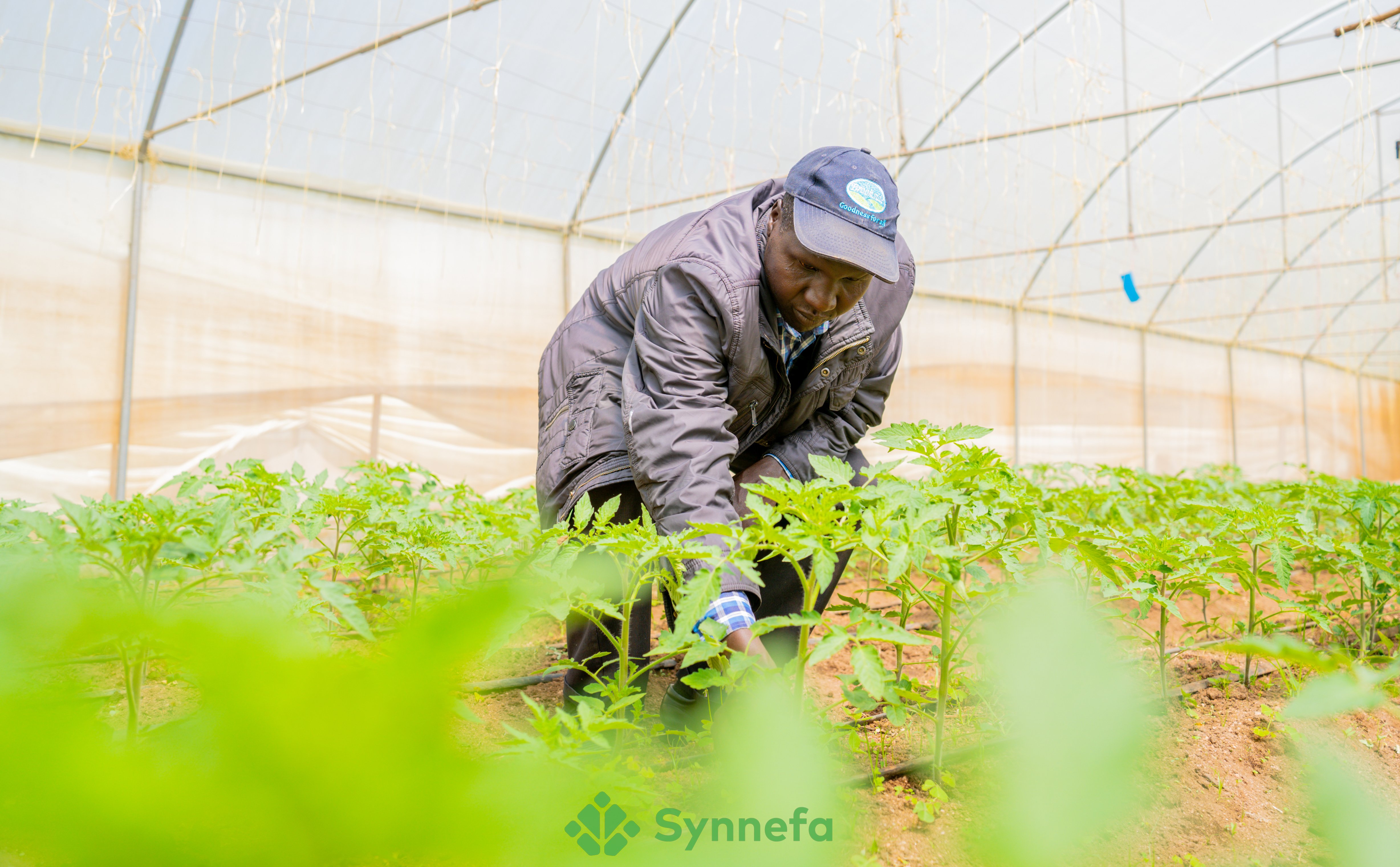 5 Ways How Synnefa Agronomy Services Transform Farming