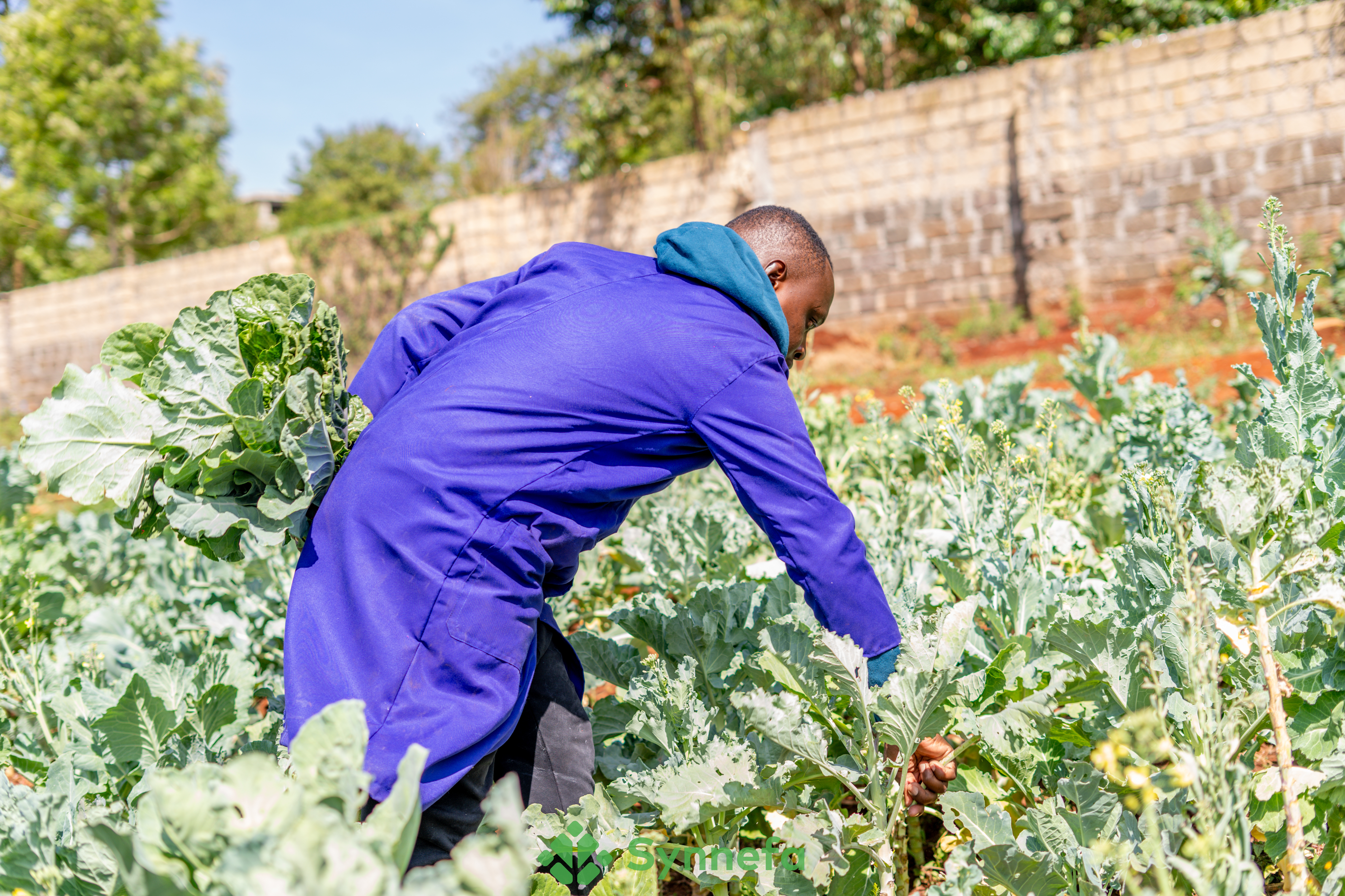 The Impact of Climate Change on Smallholder Farmers